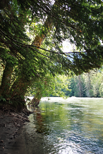 tree and river